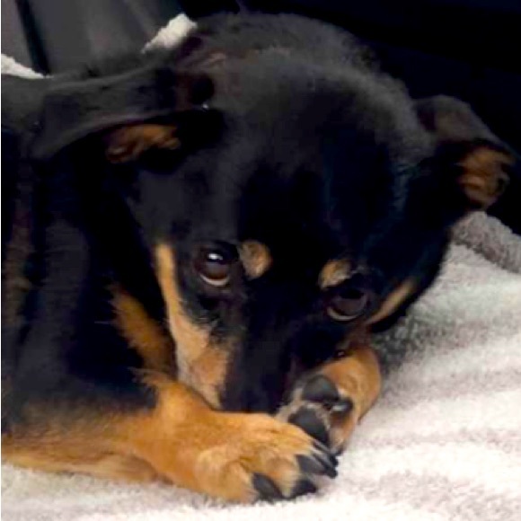 Meet your Posher, Abbie - Picture 1 of 1